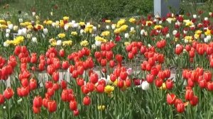 Всё цветёт.  Сборник весенней релакс музыки.