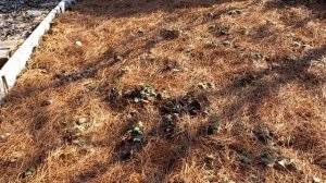 Дачные советы, лайфхаки и подсказки.  # 1