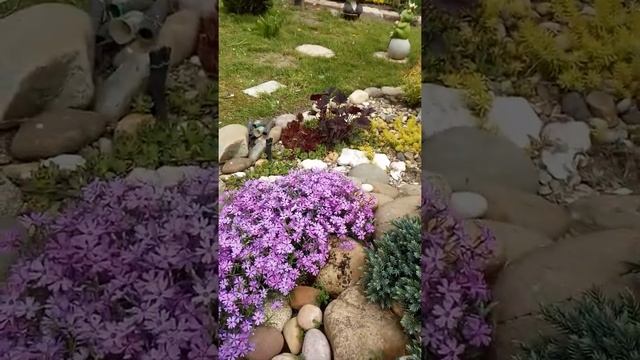 ЦВЕТЕТ ФЛОКС ШИЛОВИДНЫЙ смотреть онлайн