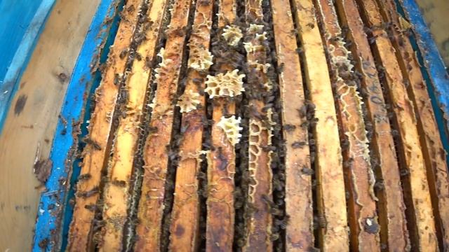 КОГДА СТАВИТЬ МАГАЗИНЫ ПОД МЁД, РАСШИРЕНИЕ ГНЕЗДА И УХОД ОТ РОЕНИЯ смотреть онлайн