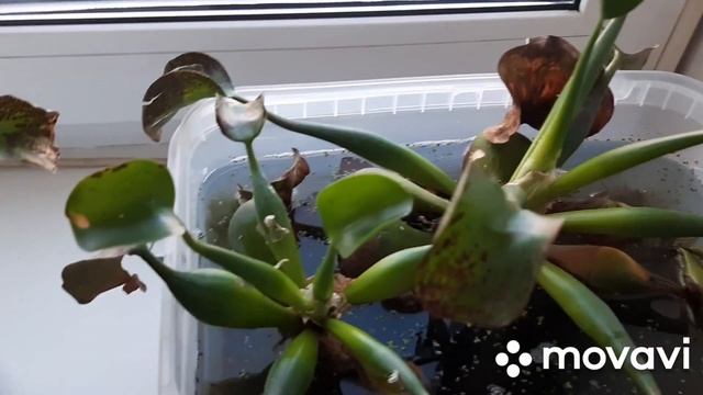 Как зимует водяной гиацинт смотреть онлайн