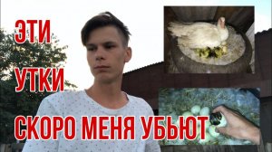 Я Сильно Расстроен / Мускусные утки опять выводят гусят / Хозяйство увеличивается и растёт