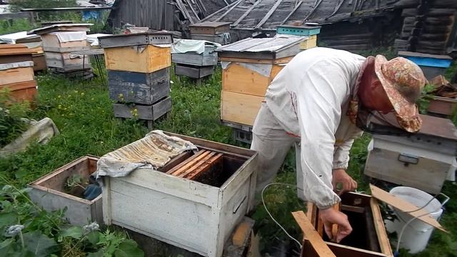 пчеловодство. пчелы .дикие пчелы. рой смотреть онлайн