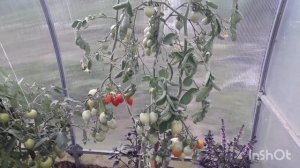 Томат Поцелуй герани с картофельным листом. Обзор, дегустация.