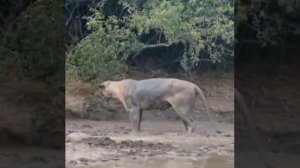 ЛЬВА УКУСИЛА ЗМЕЯ .