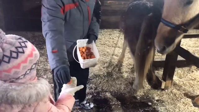 Убойные выходные, катание на оленях, лошадях по бездорожью, пируем в чуме. смотреть онлайн