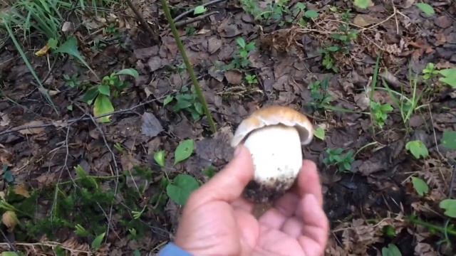 Находки и сбор ягоды в лесу смотреть онлайн