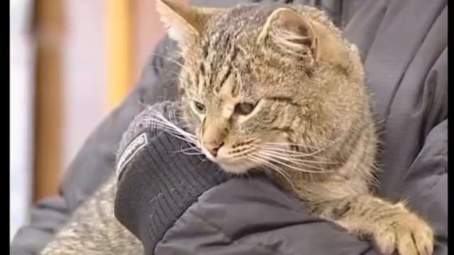 Опознание в условиях исключающих визуальное наблюдение смотреть онлайн