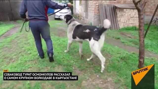 Волкодав который весит 103 кг. смотреть онлайн