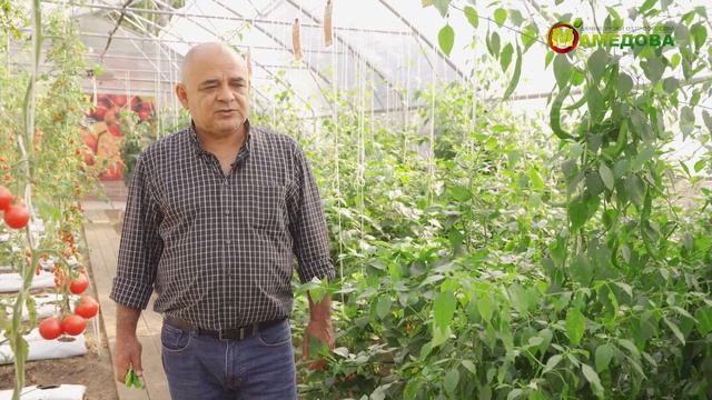 ПОКАЗЫВАЕМ Сорта Перца Острого в Теплице смотреть онлайн