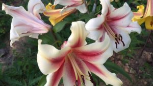 Лилия Altari(Lily Altary)