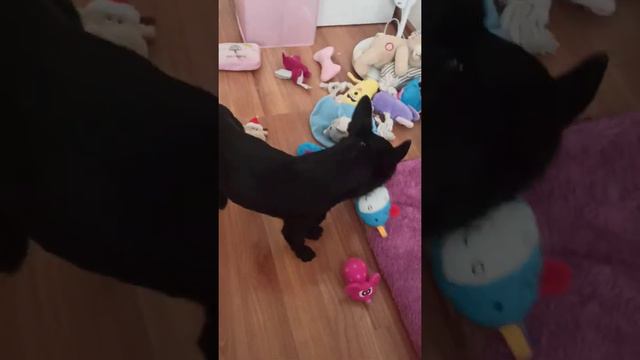 Little Smart dog Wiliam, Very nice dog Wilko,Black chihuahua Wiliam смотреть онлайн