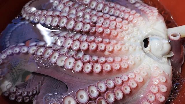 Giant King Octopus and Mini Octopus / 대왕문어와 꼬마문어 / Korean Food смотреть онлайн