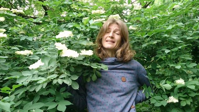 Бузина чёрная смотреть онлайн