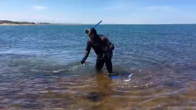 Подводная охота 2017. САЗАН.Каспийское море.Spearfishing 2017. CARP.The Caspian sea. смотреть онлайн