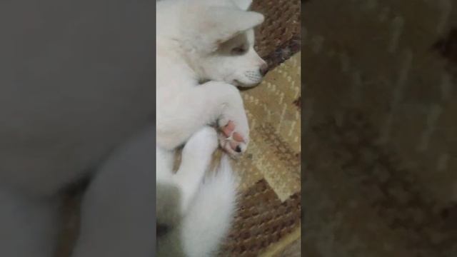 Маленькая белая Акита спит и видит себя счастливой смотреть онлайн