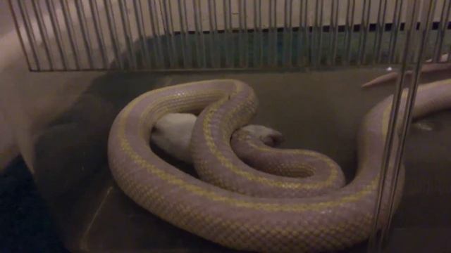 Lavender albino striped california kingsnake смотреть онлайн