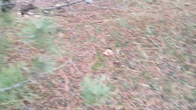 СОБИРАЕМ ГРИБЫ ОСЕНЬЮ