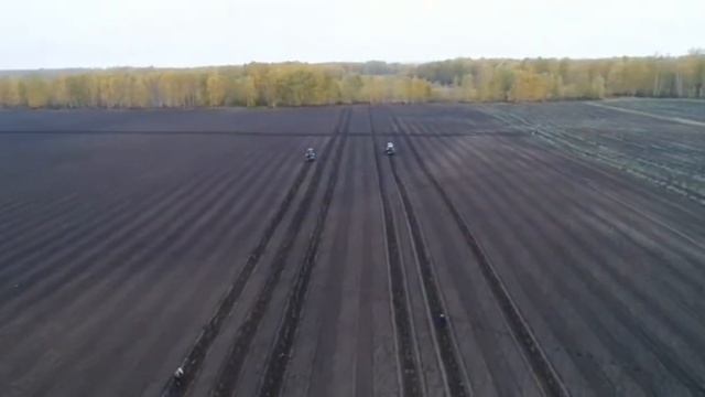 Посадка полей облепихи 06.10.2021 смотреть онлайн