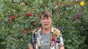 Яблонька "Уральское наливное" - оценка сорта