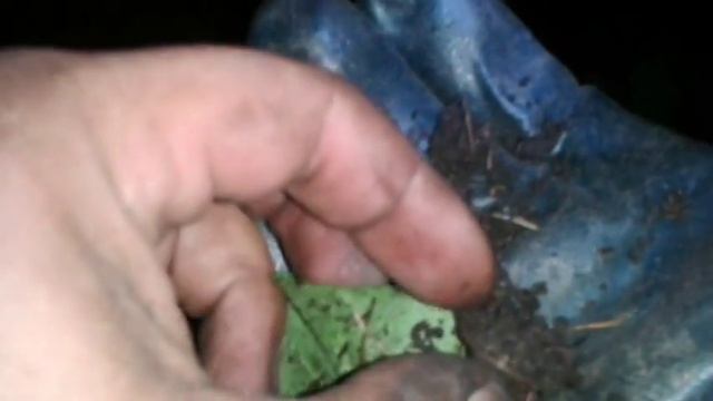 Поиск монет 2015 год. Серебро советов и старинная пуля в дереве. смотреть онлайн