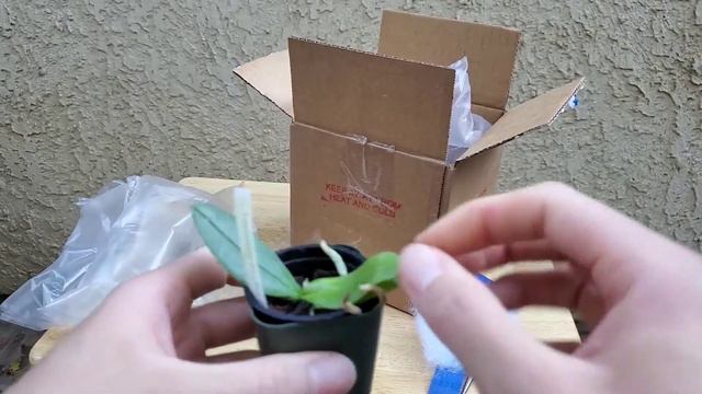 Orchid Unboxing: Phalaenopsis Amabilis Var Irian Jaya From LA Orchid John On EBay