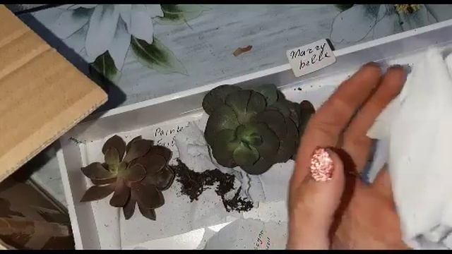 Распаковка новых суккулентов видео от 03.05.2023 смотреть онлайн