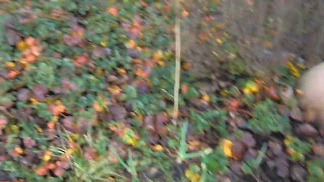 Natural Farming 2: How to prepare your soil the natural way? смотреть онлайн