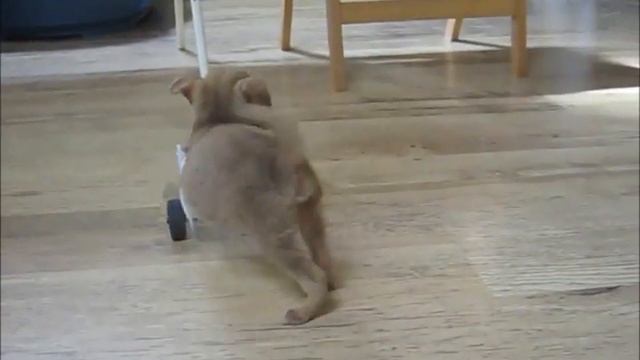 Milo from Ruse смотреть онлайн