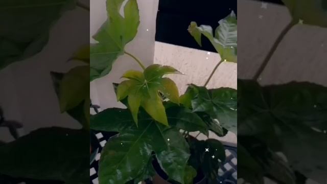Фатсия японская уход и содержание в домашних условиях ✨✨✨ смотреть онлайн