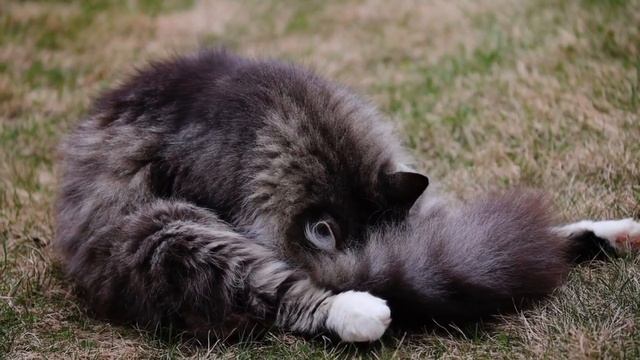 СИБИРСКАЯ ЛЕСНАЯ КОШКА смотреть онлайн