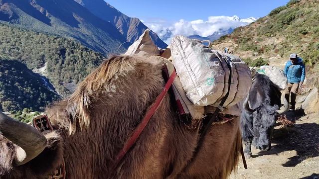 30 редкие путники смотреть онлайн