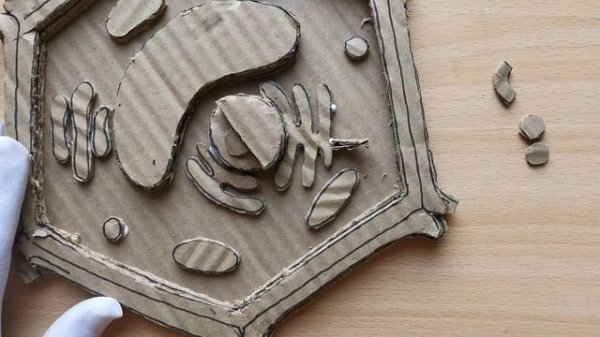 Cardboard Plant Cell Model | DIY Project