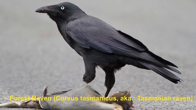 RAVENS CALL  Raven Croak   RAVEN  Birdsong With Pictures