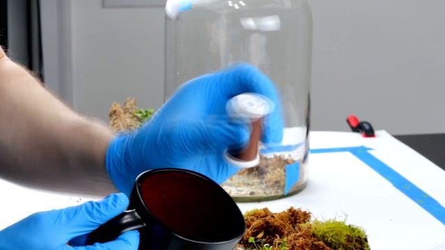 How I Made the Lamparium Terrarium! смотреть онлайн