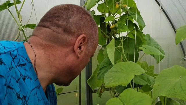 ОГУРЦЫ КАК КОРМЛЮ ТАК И СОБИРАЮ смотреть онлайн