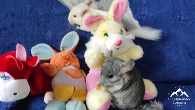Шиншилла белая ! Шиншилла кормление и уход, поведение шиншилл ! смотреть онлайн