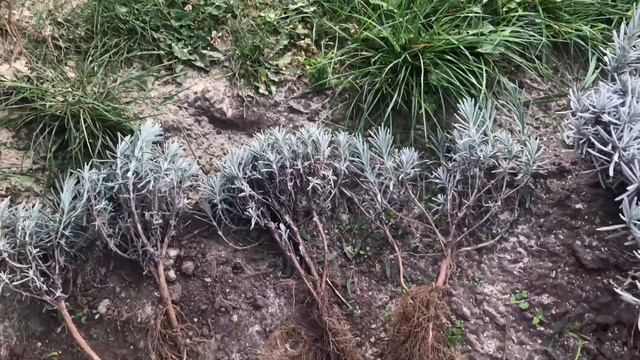 Размножение лаванды методом деления куста. Самый простой способ размножения лаванды #лаванда смотреть онлайн