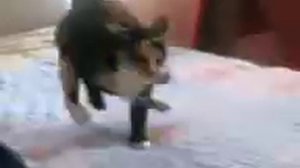 Прикол кот катается на заднице .3gp