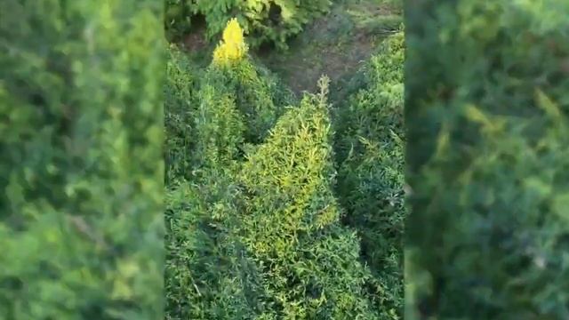 Топиарная стрижка растений, можевельник , первая формировка , форма - лилия смотреть онлайн