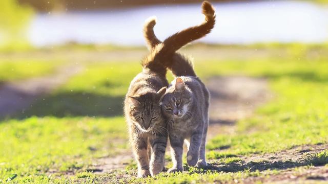 The Cat Spirit Guide - Ask the Spirit Guides Oracle Totem Animal - Power Animal - Magical Crafting смотреть онлайн