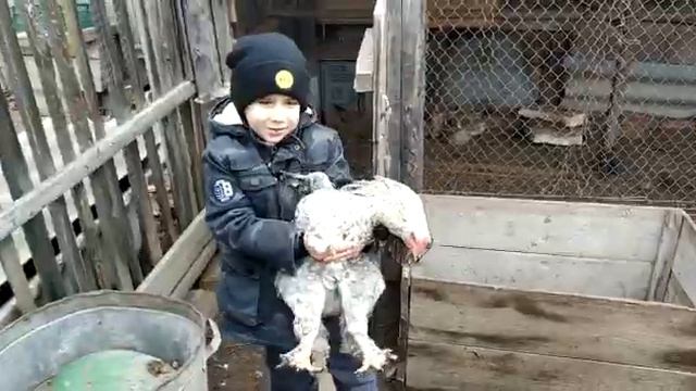 поймал курицу смотреть онлайн