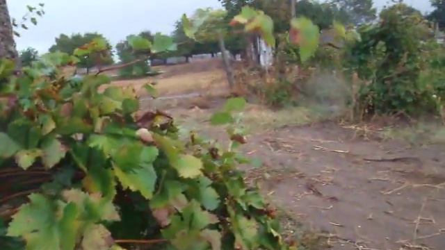 Виноградник рядом с Ла Кареном смотреть онлайн