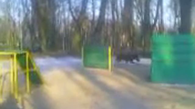 ведущий производитель питомника "Стражи Самбии" Джой показывает почти идеальную послушку смотреть онлайн