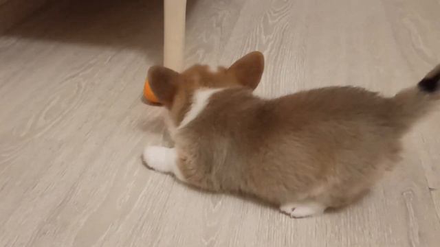 Щенок корги играет с косточкой смотреть онлайн