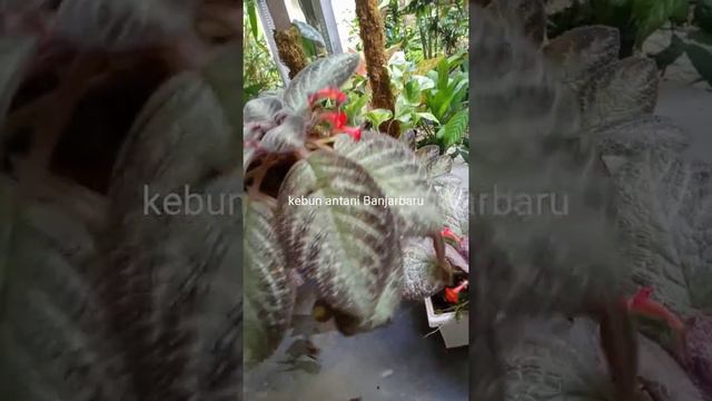 Episcia hybrid Thai, Jim's velvet star, old rose, busek смотреть онлайн