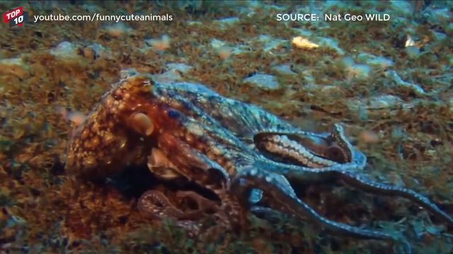 TOP OCTOPUS VS ANIMALS MOMENTS || Octopus Eating A Shark