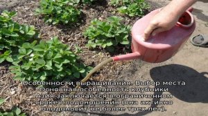 Клубника Азия — описание сорта
