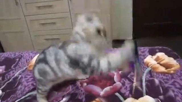 Котик скоттиш фолд-черный мрамор на серебре,4 мес смотреть онлайн