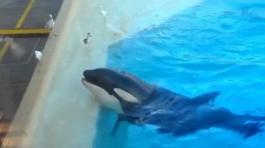 Косатка в деле. Как Косатки охотятся на Акул, огромных Китов, и Морских львов.